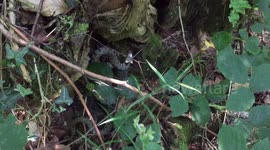 Grass Snake