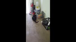 When your cat finds the snack!