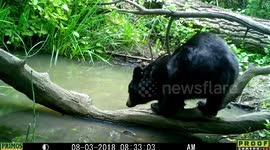 tentative bear black 3Aug2018