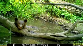 bear in pond 2Aug2018