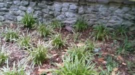 live armadillo in Nashville, TN