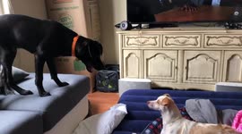 Puppy wrestling - Overhead Chop into the ring.