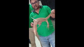 Monitor lizard spotted on airport conveyor belt