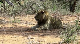 Lone male lion curiously watches how young elephant chases buffalo