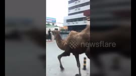 Police pursue runaway camel on busy road