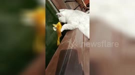 Cat tries to ‘kiss’ fish in pond