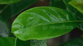 The wonderful natural landscape of rain on a tree leaf