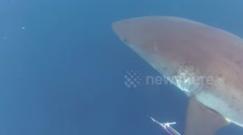 Great White Shark buzzes Diver at Ship Rock (Catalina Island, Los Angeles County, California)