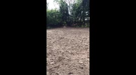 Horse jump fail