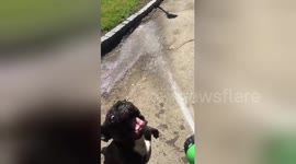 Adorable French bulldog is hopping mad for a garden hose