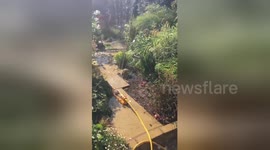 Blind rescue hedgehog dances under sprinkler in hot weather