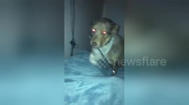 Newsflare Edit - Rude awakening