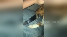 Spooky dog greets a guest with a knife in his mouth