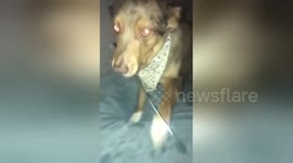 Spooky dog greets a guest with a knife in his mouth