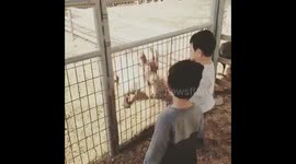 Children playing in zoo