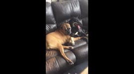 Boxer and kelpie playing on couch