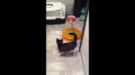 Disneyland for kitties