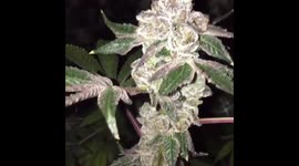 Beautiful Girl Scout Cookie marijuana bud