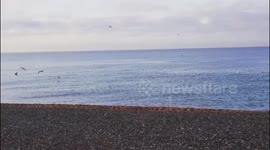 Mackerel feeding frenzy St.Leonards on sea