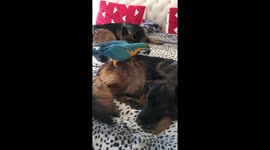 Rio the Macaw with his best friend Zoro the German Shepherd
