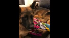 Rio the Macaw playing with Raven the German Shepherd