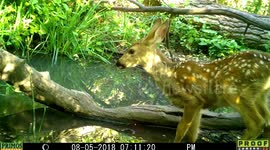 fawn spots in spotted light 5Aug2018