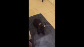 Follow me human. I know the way