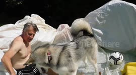 Heatwave Alaskan Malamute  Keeping Cool in DIY Pool