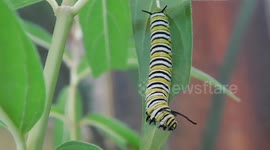 Monarch Caterpillars  Getting Ready to J