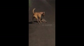 Stray dog 'protects' body of cat killed by car