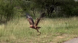 Cheeky eagle steals mate’s lunch