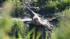 Harbour seal spotted 17 miles inland in Somerset