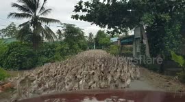 Thousands of ducks stream down road in Vietnam