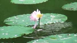Rare footage of carp eating lotus captured in southern China