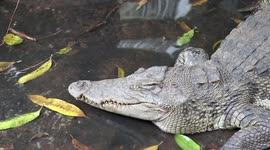 Buddhist temple with four pet crocodiles