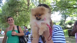 Cute Pomeranian puppy at Japanese Garden Party in Hammersmith Park