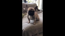 Dog not fazed by being sworn at