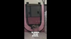 Puppy gives up escape