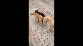 Threesome doggy style