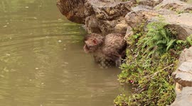 Monkey Dives and Swims Through Lake