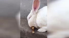 Rabbit loves eating chicken drumsticks