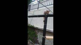An adorable circus as tiny flying possums train on an obstacle course