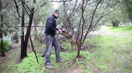 Hand Feeding Wild Australian Kangaroo. He Wanted to start a fight