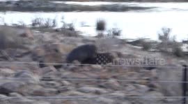 Wild Tasmanian wombat attacks competitor