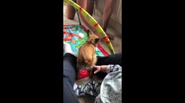 Funny chihuahua protects baby from Dad