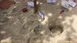 Saving baby turtles in Bali