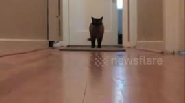 Cat Singing Metal With An Angelic Voice!!