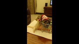 Fighting for shopping trolley