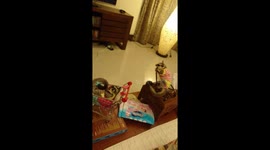 Sugar Gliders watching tv