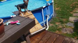 Yorkie takes herself swimming